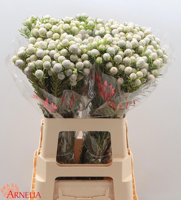 <h4>LEUCAD L AY JA PE VT</h4>