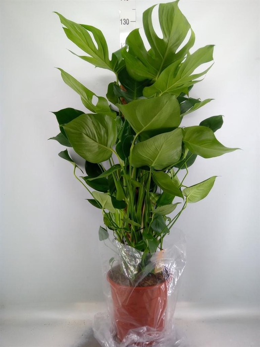 <h4>Monstera delic.</h4>