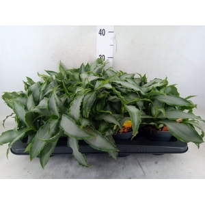 Murdannia loriformis 'Bright Star'