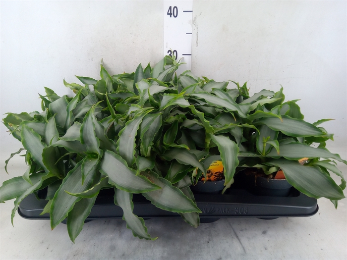 <h4>Murdannia loriformis 'Bright Star'</h4>