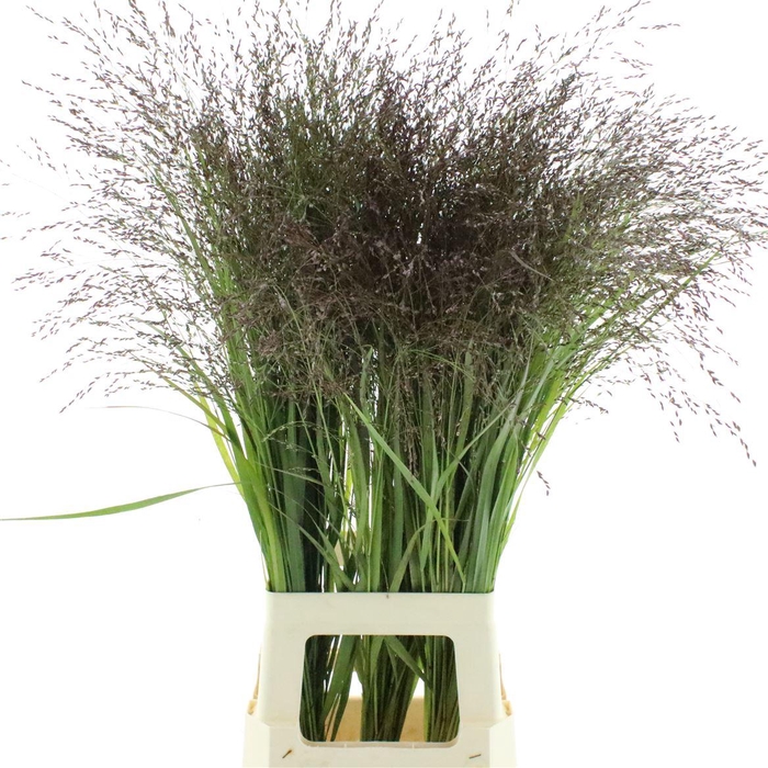 <h4>PANIC VI WARRIOR</h4>