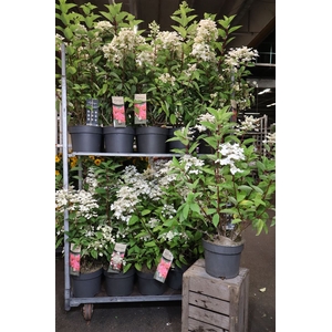 arr8 Hydr Paniculata