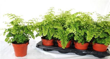 Adian Rad Fragrans