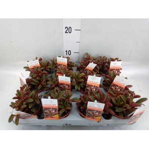 Peperomia graveolens