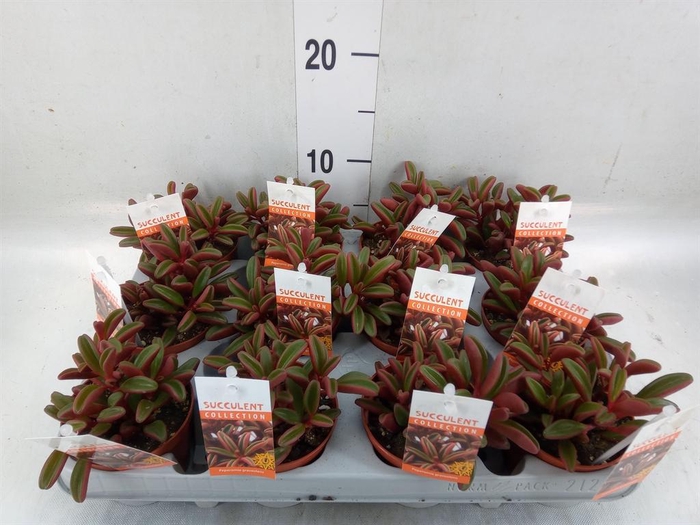<h4>Peperomia graveolens</h4>