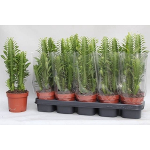 EUPHOR TRIGONA