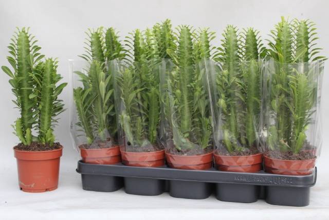 <h4>EUPHOR TRIGONA</h4>