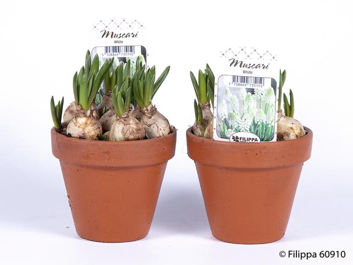 <h4>MUSCARI ARMENIACUM</h4>
