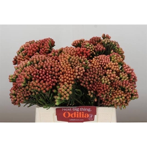 Cape green red strawberry (Brunia)