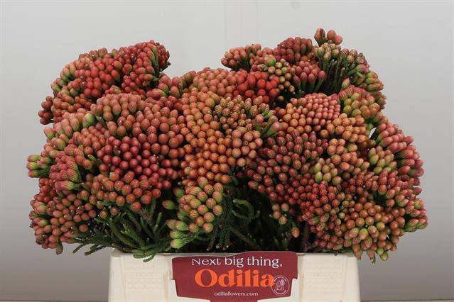 <h4>Cape green red strawberry (Brunia)</h4>