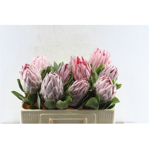 Protea Cynaroides