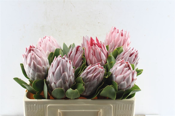 <h4>Protea Cynaroides</h4>