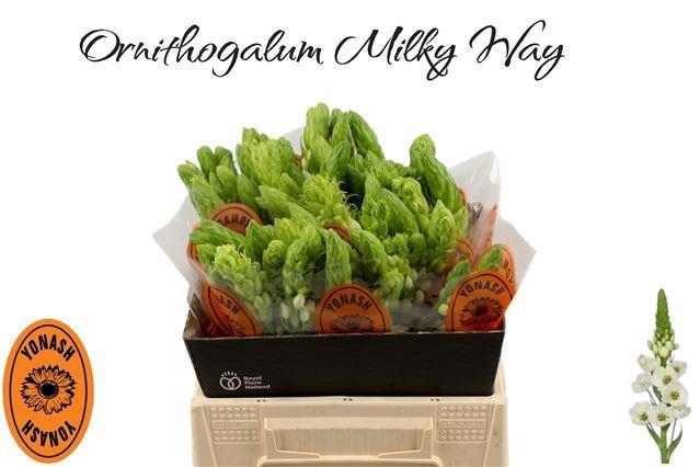 <h4>ORNIT THY MILKY WAY</h4>