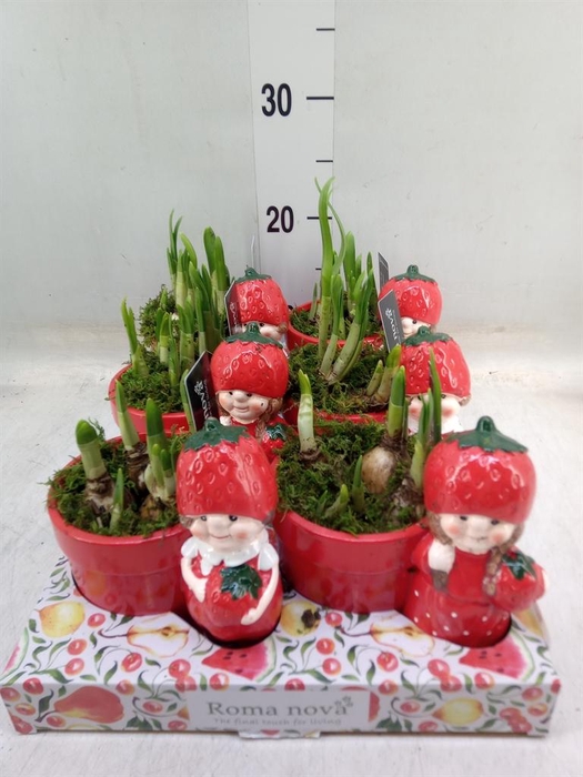 <h4>Arr. Narcissus</h4>