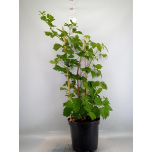 Rubus fruticosus
