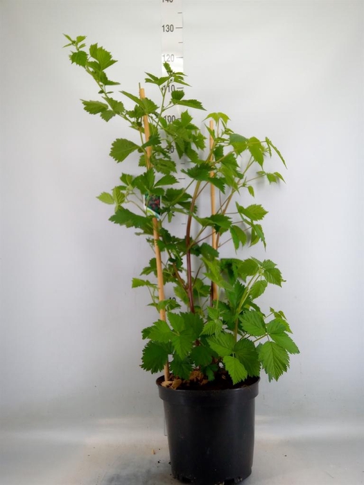 <h4>Rubus fruticosus</h4>