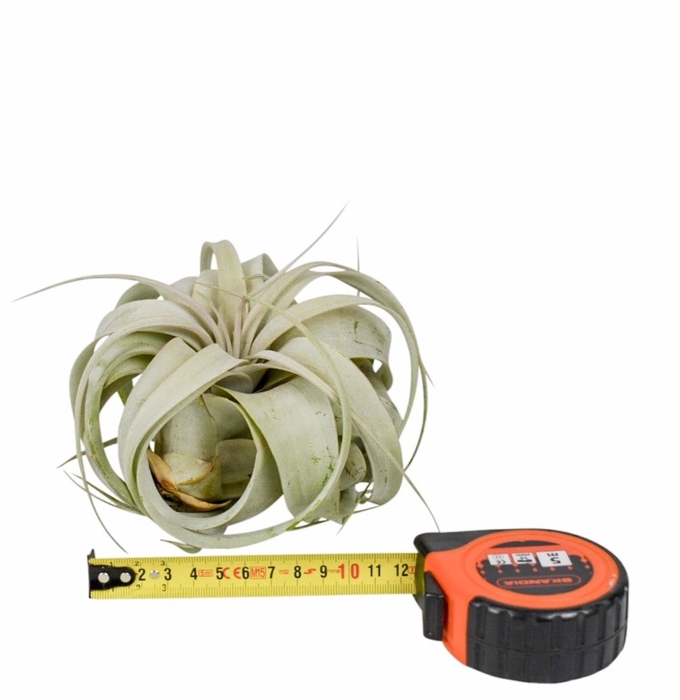 Tillandsia xerographica