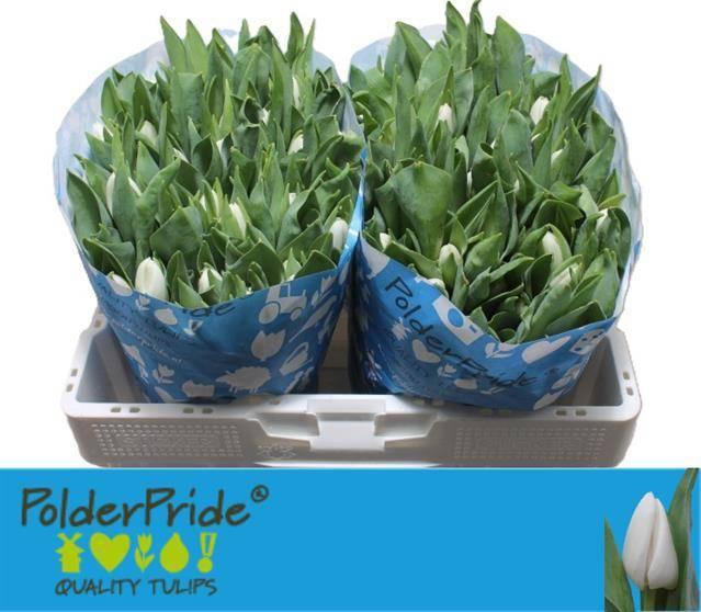 <h4>TU EN UPDATE</h4>