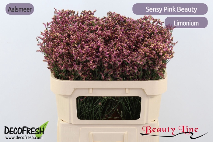 <h4>LIM SIN SEN PIN BEAU</h4>