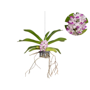 ORQ. RHYNCHOSTYLIS VASO VAZADO