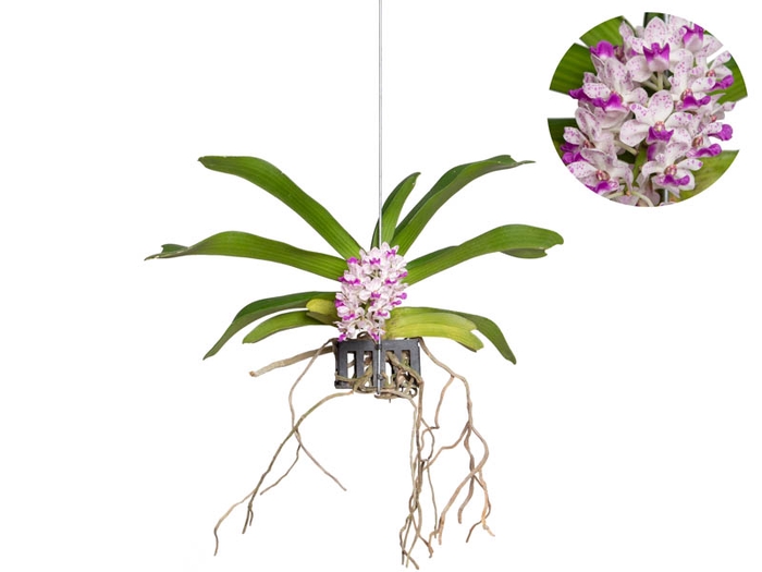 ORQ. RHYNCHOSTYLIS VASO VAZADO