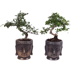 Bonsai Indoor Mix Ø12cm S-Shape in Ceramic Buddha G/S Ø15cm
