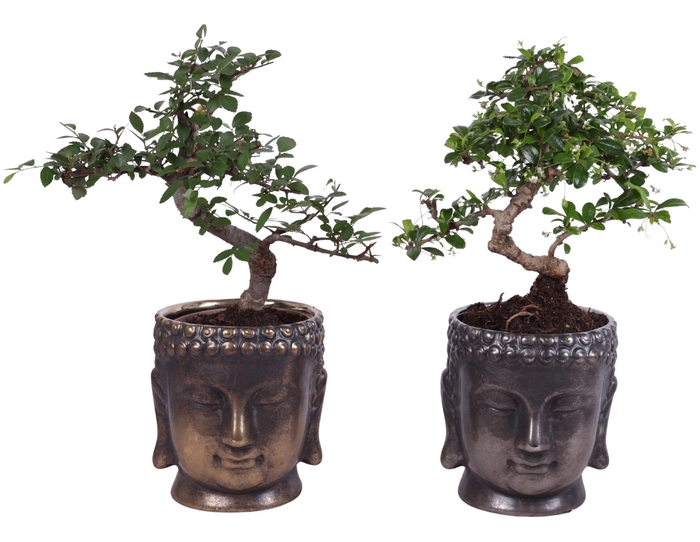 <h4>Bonsai Indoor Mix Ø12cm S-Shape in Ceramic Buddha G/S Ø15cm</h4>