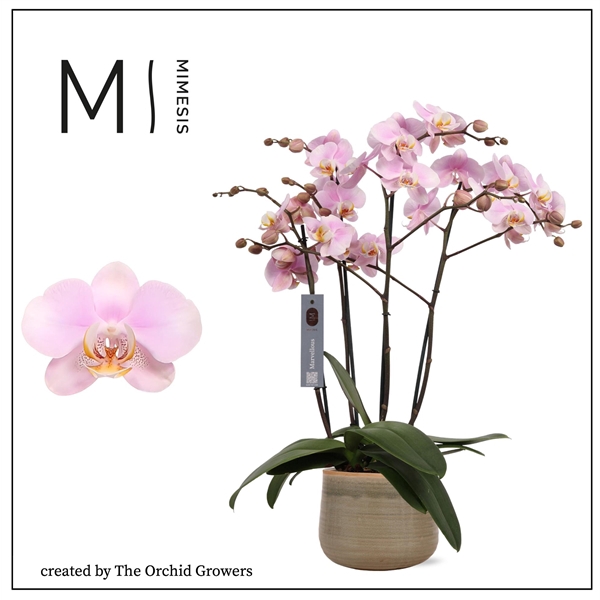 <h4>Mimesis Phal. Marvellous Light Pink - 50+ flowers 17cm in Iris Mist ceramic</h4>