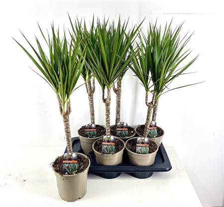<h4>Dra Marginata 30cm 3+ Solo</h4>