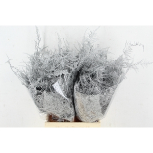 Asp IT 1e Veren Zilver