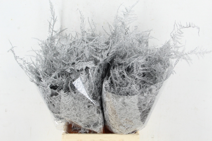 <h4>Asp IT 1e Veren Zilver</h4>