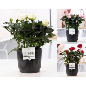 Rosa gemengd in P&PURE Liv ceramics matt black