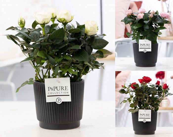 <h4>Rosa gemengd in P&PURE Liv ceramics matt black</h4>