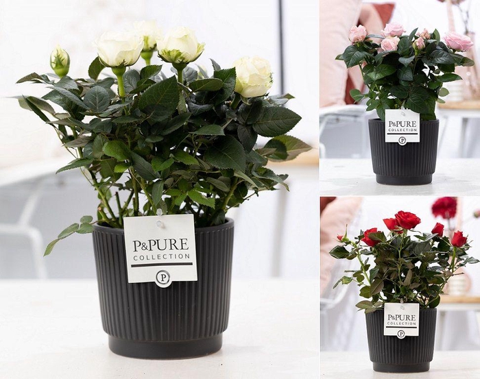 <h4>Rosa gemengd in P&PURE Liv ceramics matt black</h4>