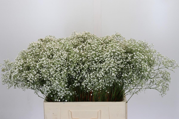 <h4>Gyps Zinzi Tyree</h4>