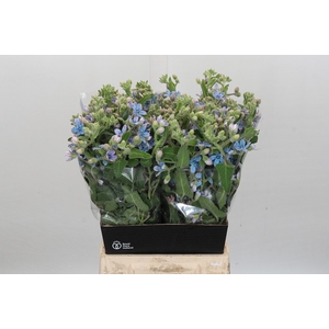 Oxypetalum Bridal Victoria