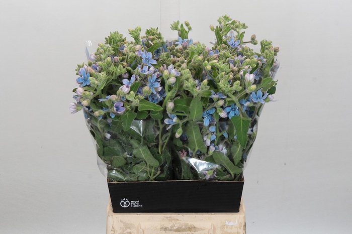 <h4>Oxypetalum Bridal Victoria</h4>