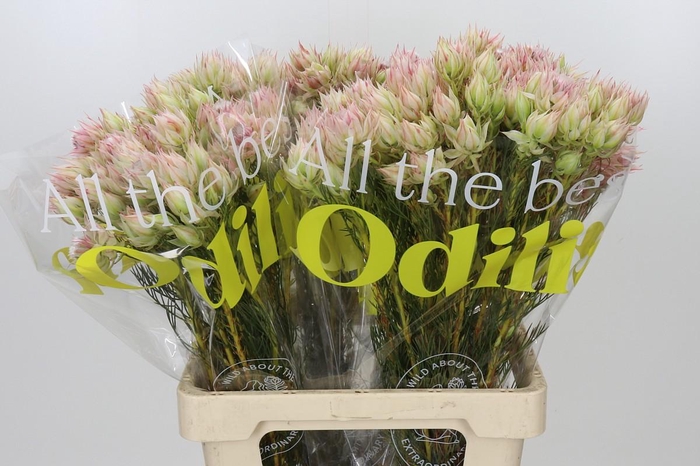 <h4>Blushing Bride Bridal Pink</h4>