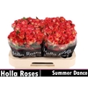 Summer Dance