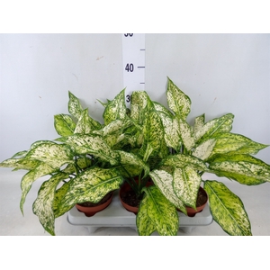 Aglaonema   ...