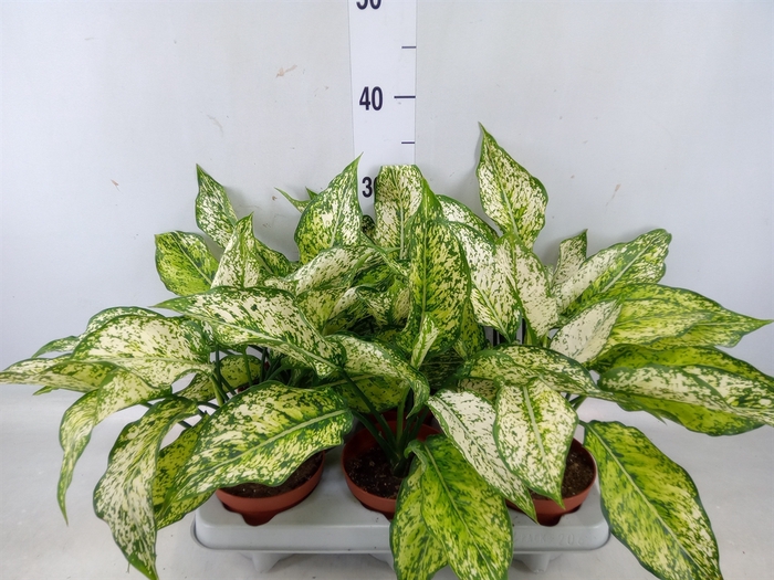 <h4>Aglaonema   ...</h4>