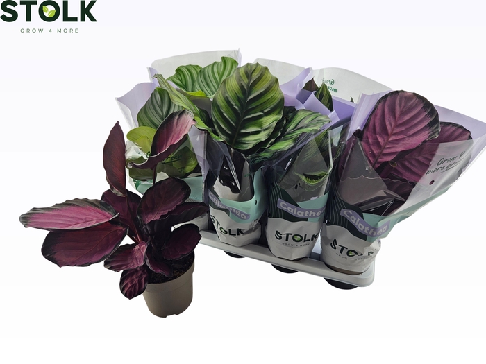 <h4>CALAT GEM 4 SRT</h4>