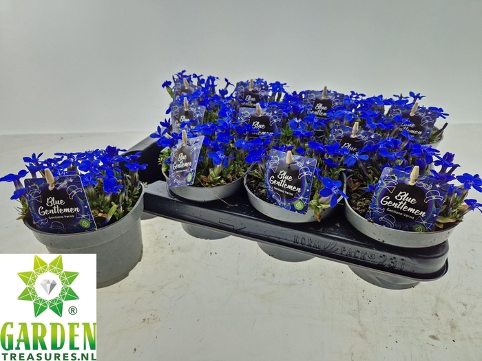 <h4>Gentiana verna</h4>