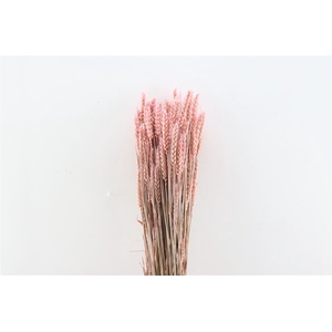 Dried Triticum X5 Frosted Pink Bunch