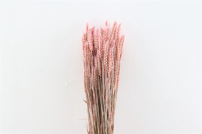 Dried Triticum X5 Frosted Pink Bunch