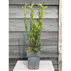 Taxus media 'Hillii' P17