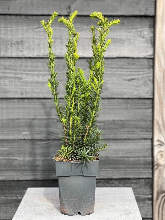 <h4>Taxus media 'Hillii' P17</h4>
