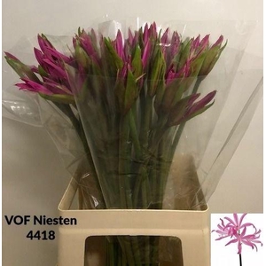Amarine Bd Anastasia Purple 65cm