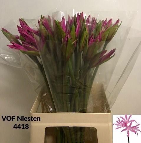 <h4>Amarine Bd Anastasia Purple 65cm</h4>