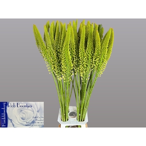 EREMURUS LINE DANCE